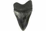 Fossil Megalodon Tooth - South Carolina #186058-1